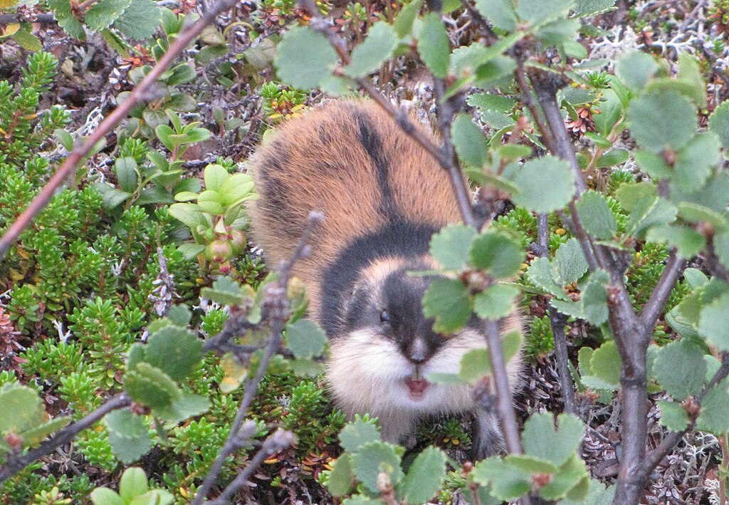 Lemingi i mit zbiorowego samobójstwa