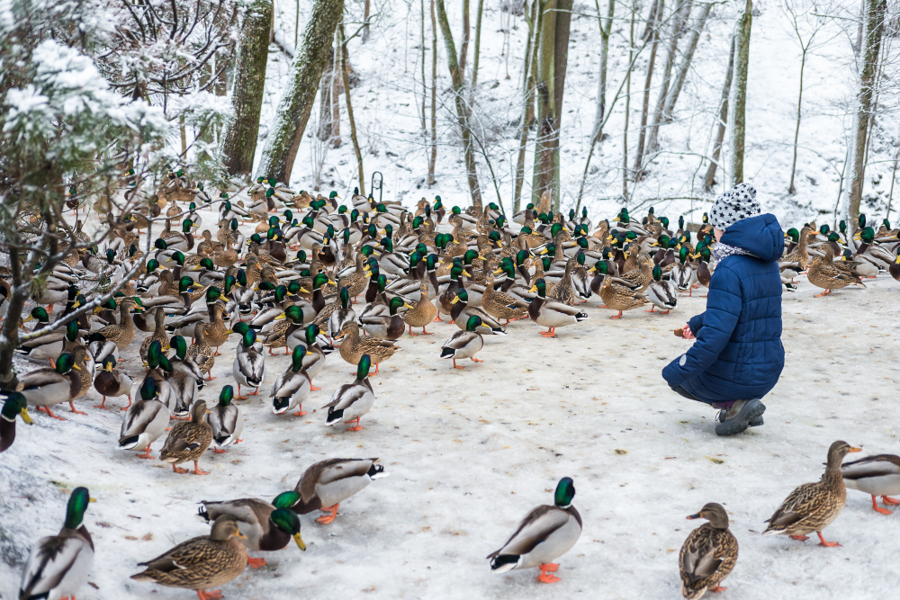 Dokarmianie ptaków - zasady, prawidłowe reguły