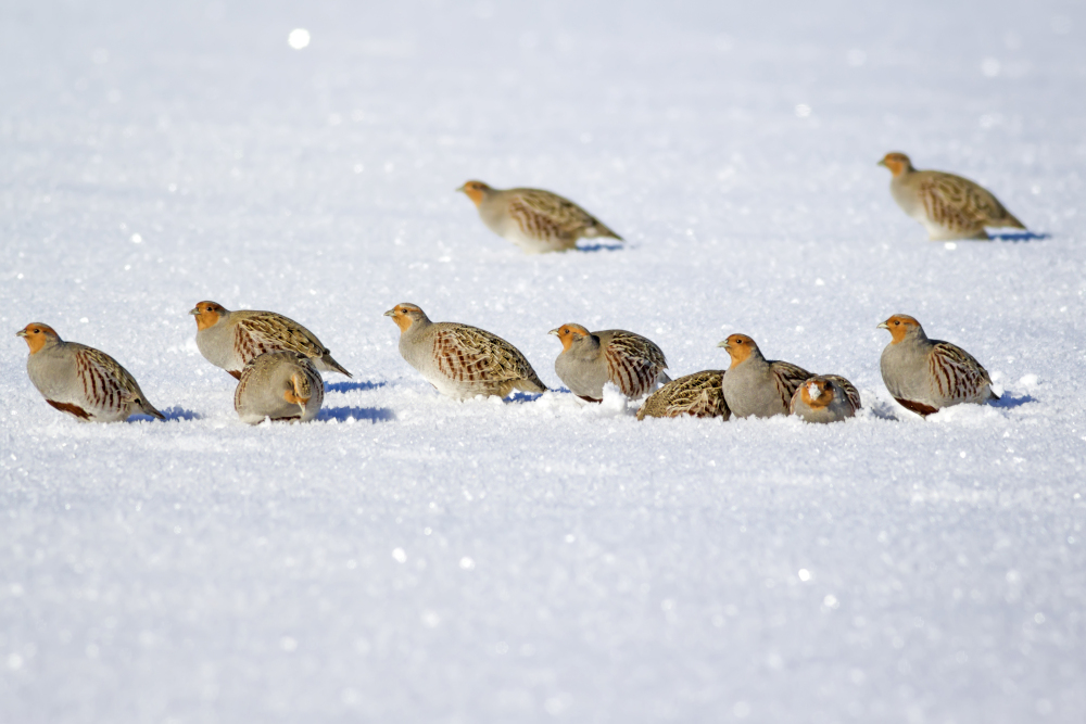Stado kuropatw zwyczajnych w zimowym krajobrazie – grupowe żerowanie i ochrona przed drapieżnikami
