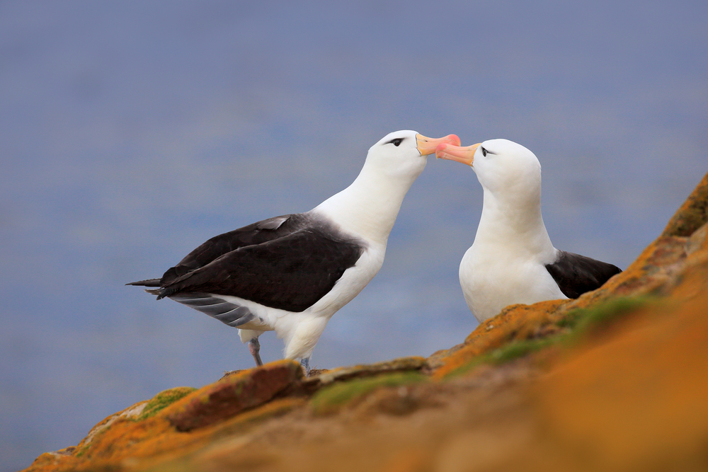 Para albatrosów, fot. shutterstock