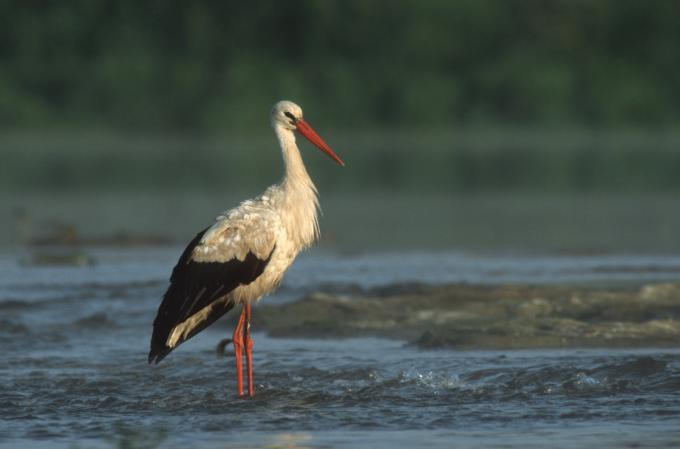 Fot.: Bocian Biały - symbol wiosny powraca do Polski (Marcin Karetta)