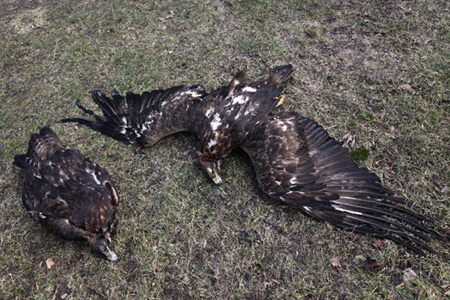 Orzeł zagrożony przez truciznę na lisy Orzeł przedni