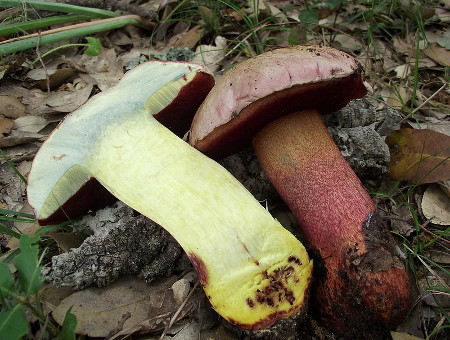 By This image was created by user Davide Puddu (Davide Puddu) at Mushroom Observer, a source for mycological images.You can contact this user here. [CC BY-SA 3.0], via Wikimedia Commons