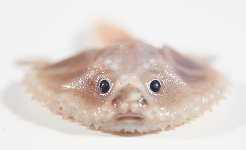 Na dnie oceanu znaleziono nowe gatunki stworzeń morskich. Źródło: Ben Healley/Museums Victoria