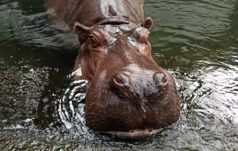 Pelagia z warszawskiego zoo obchodzi 37. urodziny. Fot. Warszawskiego ZOO