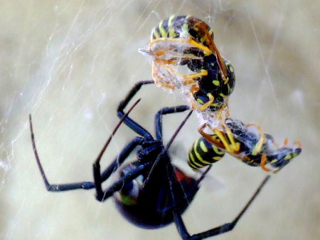 Czarna wdowa i jej ofiary