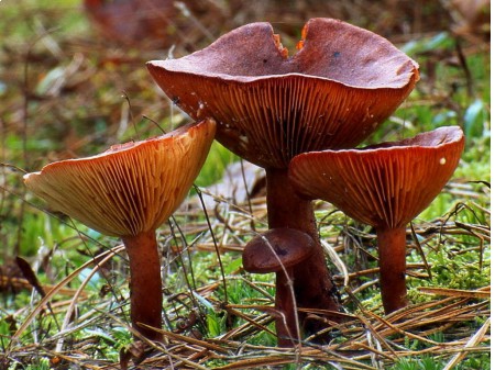 Mleczaj rudy. Luridiformis at English Wikipedia [CC BY 3.0], via Wikimedia Commons