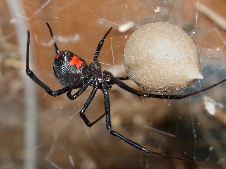 Czarna wdowa - samica z kokonem z jajami