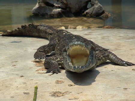 Krokodyl syjamski