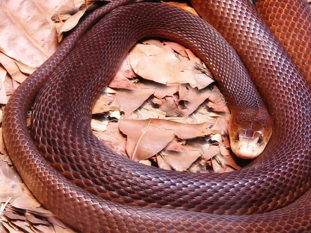 Tajpan australijski