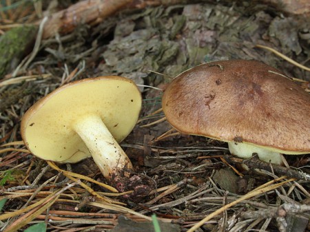 Maślak rdzawobrązowy