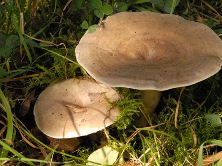Mleczaj śliski
