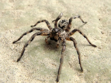 Tarantula włoska