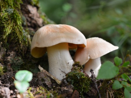 Dzwonkówka trująca. Źródło: bogdan ionescu/Shutterstock