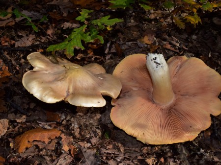 Dzwonkówka trująca. Źródło: Predrague/Shutterstock