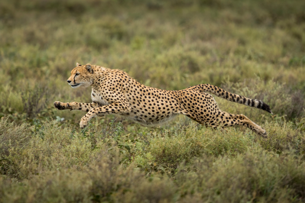 Pędzący gepard w jednym susie pokonuje nawet 7 m. Źródło: Danita Delimont/Shutterstock
