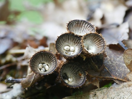 Kubek prążkowany. Fot. Henri Koskinen/Shutterstock