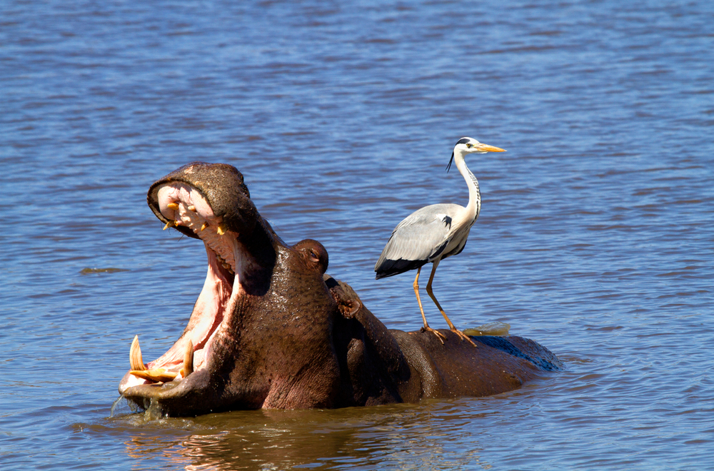 Ziewający hipopotam z czaplą na grzbiecie. Źródło: Gaston Piccinetti/Shutterstock