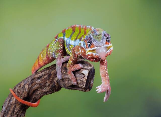 Kameleon pospolity z Madagaskaru. Źródło: Alamin-Khan/Shutterstock