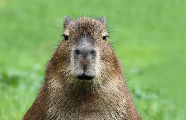 Kapibara waży nawet ponad 60 kg. Źródło: Henner Damke/Shutterstock