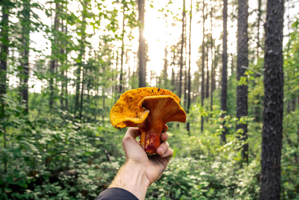 Podgrzybnica gołąbkowa, lobster mushroom, enchilada. Źródło: Raphael Rivest/Shutterstock