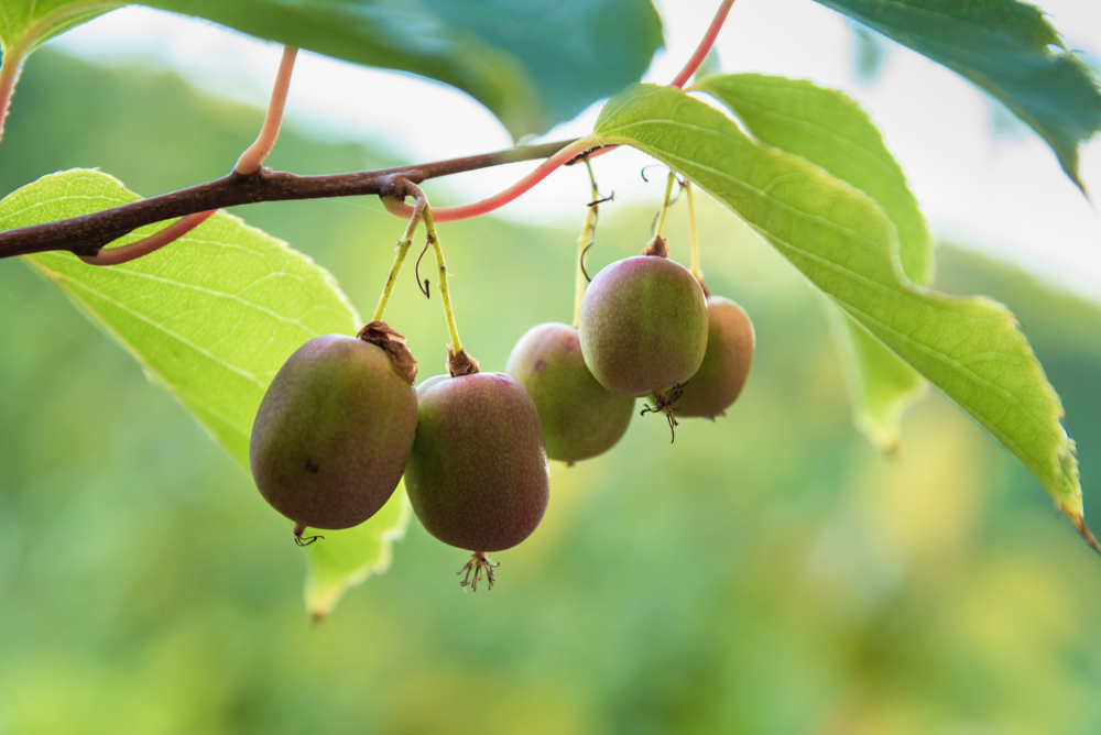 Dojrzewające mini kiwi. Źródło: vallefrias/Shutterstock