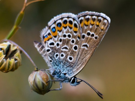 Modraszek lazurek, fot. shutterstock