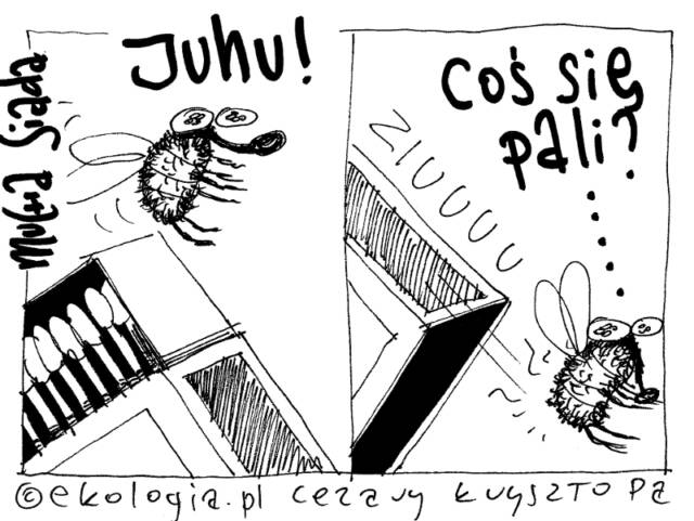 Cezary Krzysztopa dla Ekologia.pl