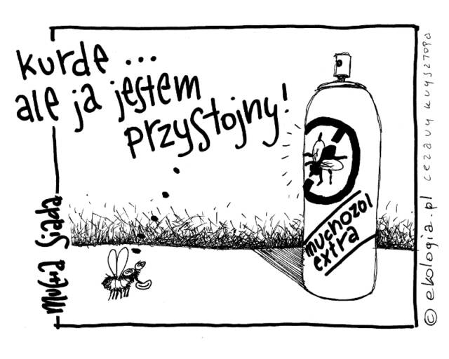Autor: Cezary Krzysztopa