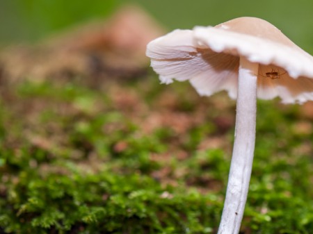 Strzępiak ziemistoblaszkowy, fot. shutterstock