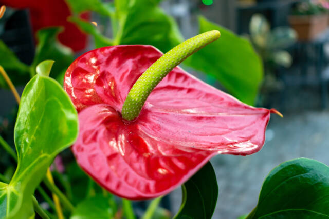 Anturium Andrego, odmiana „Flamingo”. Źródło: Studio Photo MH/Shutterstock