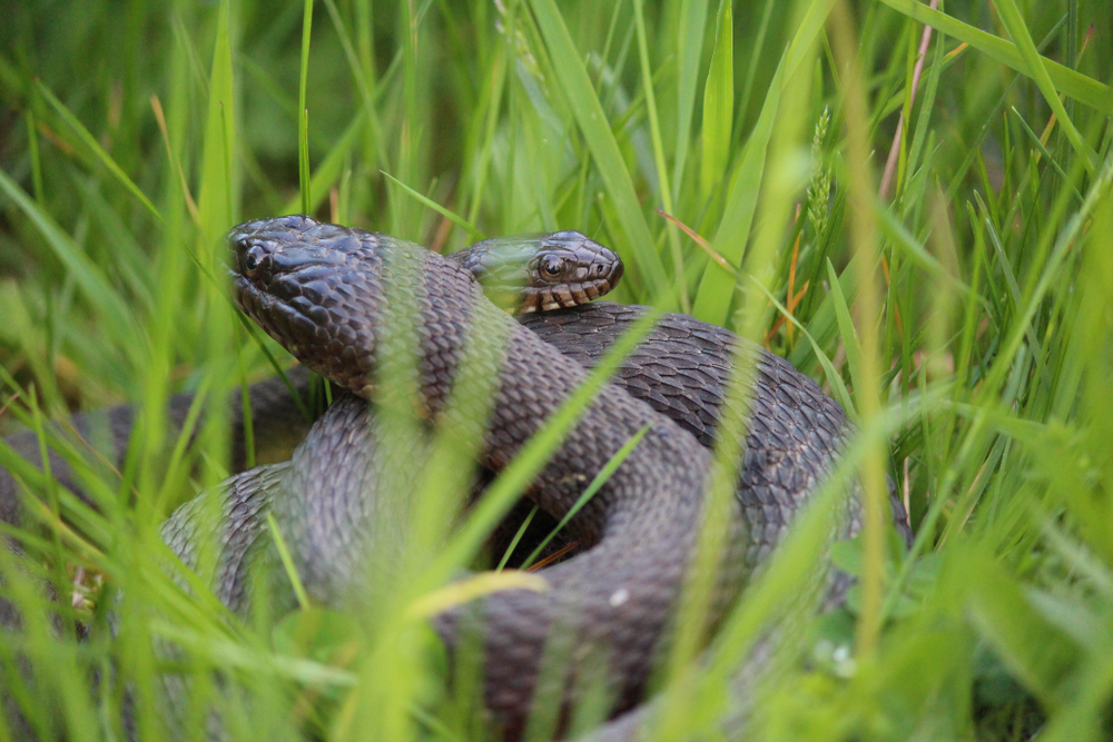 Fot. Abigail Barhorst/Shutterstock