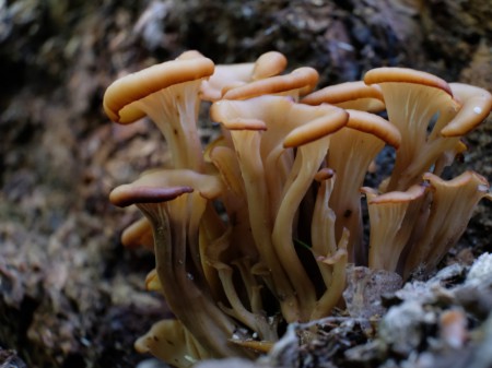 Twardówka anyżkowa, fot. shutterstock