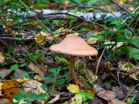 Muchomor rdzawobrązowy, fot. shutterstock