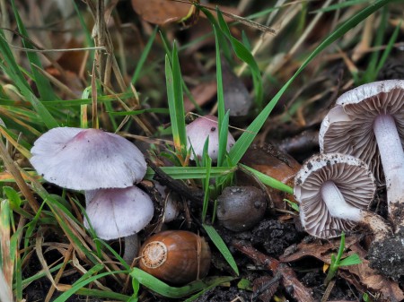 Strzępiak ziemistoblaszkowy, fot. shutterstock