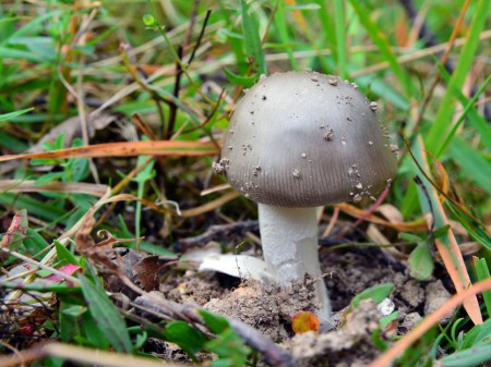 Muchomor srebrzysty, fot. shutterstock