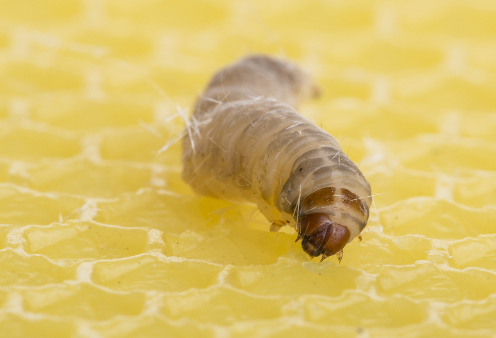 Galleria mellonella -pszczeli pasożyt, który rozkłada plastik. Źródło: Kuttelvaserova Stuchelova/Shutterstock