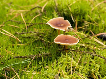 Gołąbek turecki, fot. shutterstock