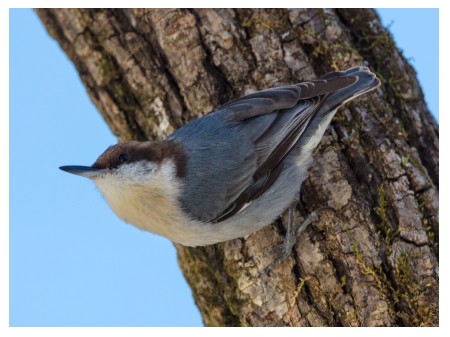 Kowalik malutki, fot. shutterstock