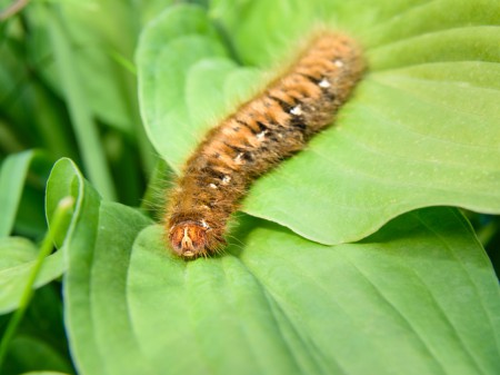 Barczatka dębówka - gąsienica, fot. shutterstock