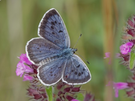 Modraszek arion, fot. shutterstock