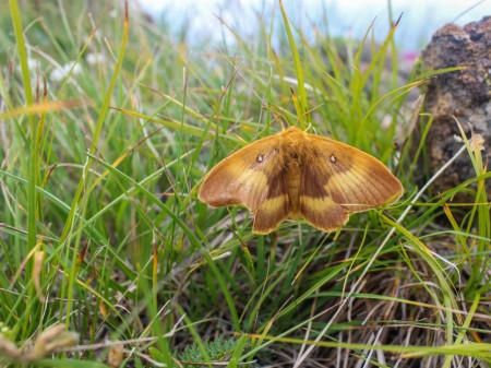 Barczatka dębówka, fot. shutterstock