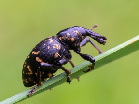 Rozpuszcz lepiężnikowiec, fot. shutterstock