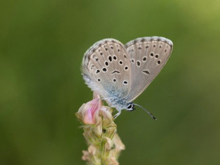 Modraszek alkon, fot. shutterstock