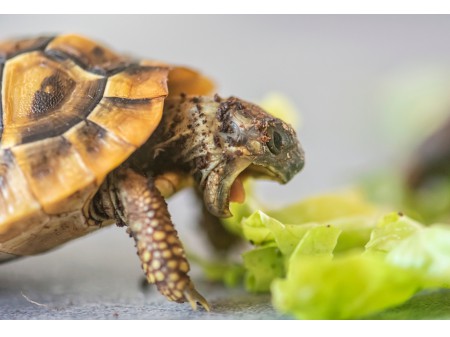 Żółw grecki, fot. shutterstock
