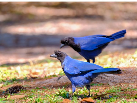 Modrowronka lazurowa, fot. shutterstock