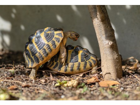 Para żółwi podczas kopulacji, fot. shutterstock