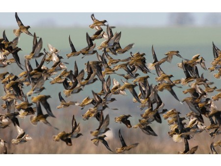 Siewki złotawe w locie, fot. shutterstock