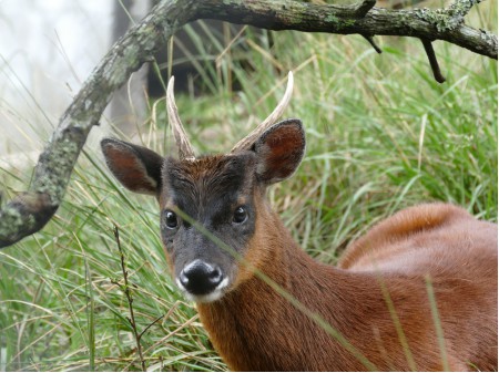 Pudu północny, fot. shutterstock