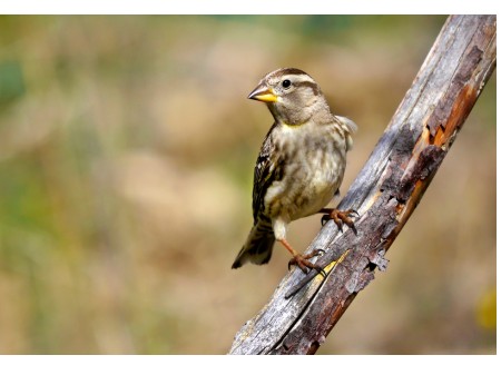 Wróbel skalny, fot. shutterstock